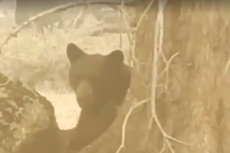 Oso negro es sacrificado después de huir del monstruoso incendio de Caldor en California
