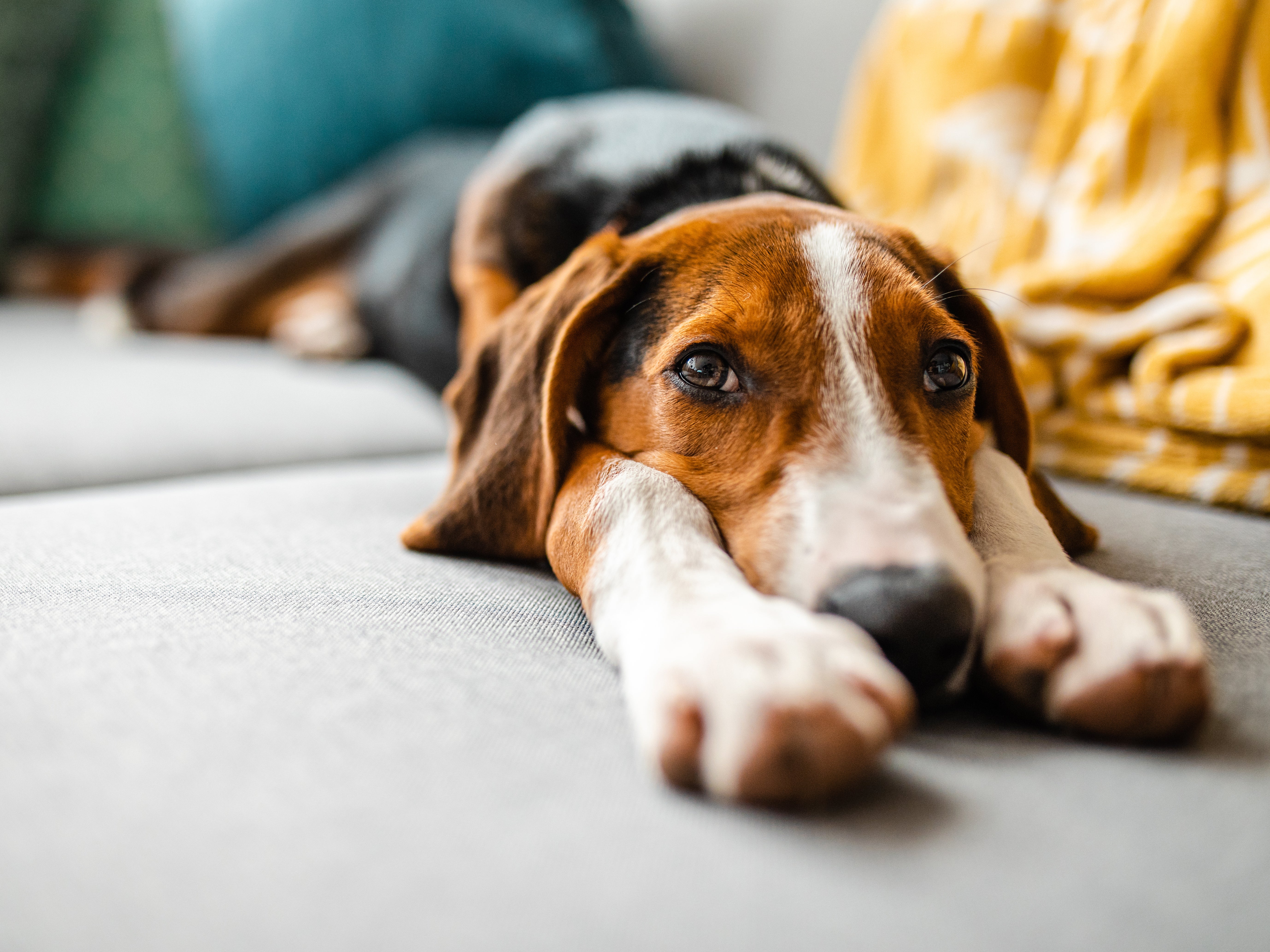 Basta una mirada suave entre tú y tu perro para que ambos liberen oxitocina, la hormona del amor
