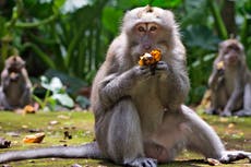 Ante la falta de turistas, monos de Bali asaltan las casas