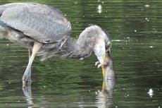 Garza se convierte en un ícono de Nueva York después de ser fotografiada devorando una rata para desayunar en Central Park