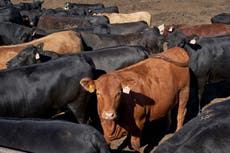 Brasil suspende exportaciones de carne vacuna a China después de informar de dos casos de enfermedad de las vacas locas “atípicas”
