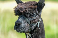 Gerónimo la alpaca: autopsia inicial “muestra que el animal sacrificado no tenía tuberculosis”