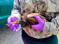 EEUU: Encuentran aves cubiertas de petróleo tras paso de Ida