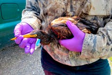 EEUU: Encuentran aves cubiertas de petróleo tras paso de Ida