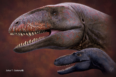 Científicos descubren gigantesco dinosaurio con dientes de tiburón que dominó cadena alimentaria antes que los tiranosaurios