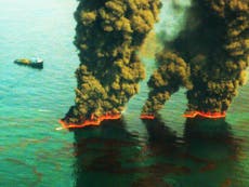 Las ostras del Golfo de México plagadas de anomalías causadas por el derrame de petróleo del 2010