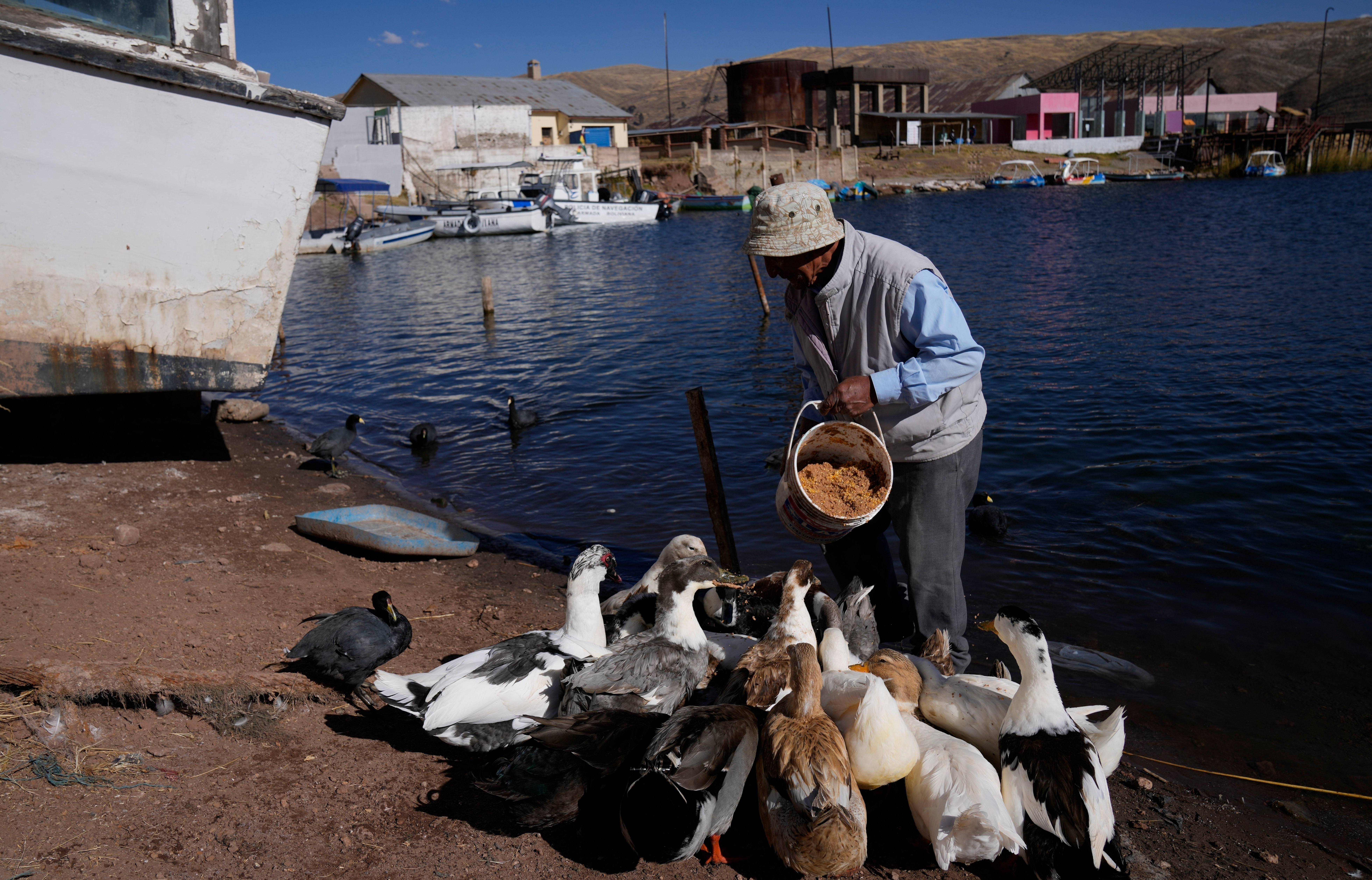 BOLIVIA-PATOS ADOPTADOS