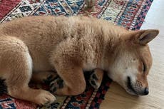 Elon Musk incrementa valor de diversas criptomonedas por un tweet sobre su perro