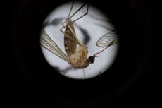 Científicos advierten que el verano de mosquitos en EE.UU. está a punto de empeorar