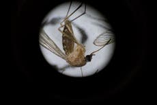 Científicos advierten que el verano de mosquitos en EE.UU. está a punto de empeorar