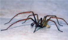 7 formas de sacar las arañas de tu casa, según los expertos