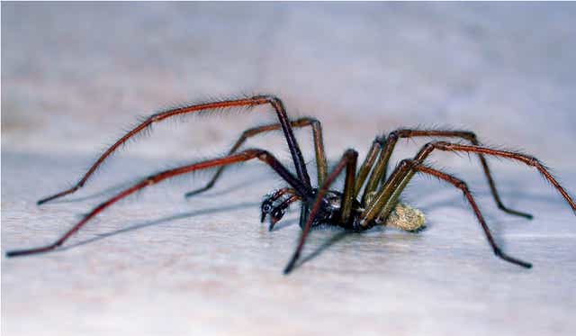 ¿Bella o bestia? Una araña de casa grande (PA / Geoff Oxford)