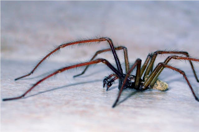 ¿Bella o bestia? Una araña de casa grande (PA / Geoff Oxford)