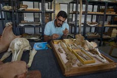 Equipo egipcio identifica un fósil de ballena terrestre