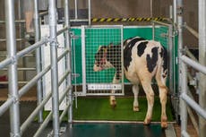 Logran entrenar a vacas a hacer sus necesidades en corral