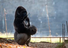 18 de los 20 gorilas del Zoo de Atlanta han contraído COVID