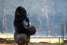 18 de los 20 gorilas del Zoo de Atlanta han contraído COVID