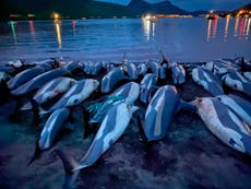 Gobierno de las islas Feroe investiga matanza de delfines