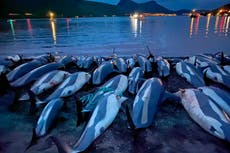 Gobierno de las islas Feroe investiga matanza de delfines