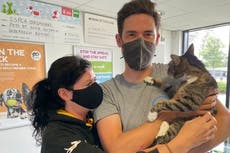 Gato se reencuentra con sus dueños tras desaparecer hace 10 años