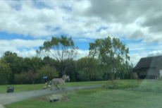 Cebras regresan a granja en Wisconsin mientras otras siguen en fuga en Maryland