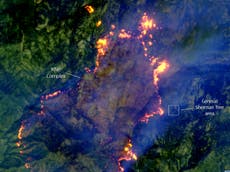 Imágenes de satélite revelan cómo el árbol más grande del mundo evitó incendios forestales de California