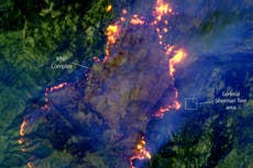 Imágenes de satélite revelan cómo el árbol más grande del mundo evitó incendios forestales de California