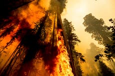 Secuoyas gigantes arden en incendio forestal de California mientras bomberos intentan salvar antiguos árboles