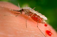 Mosquitos dan positivo por virus posiblemente fatal en Connecticut