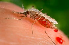 Detectan forma de malaria resistente a medicamento en África