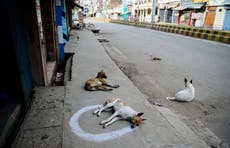 India: Vendedor de dulces mata a 20 perros con veneno tras molestarse por sus aullidos