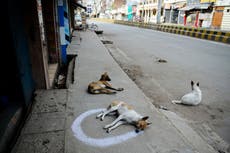 India: Vendedor de dulces mata a 20 perros con veneno tras molestarse por sus aullidos