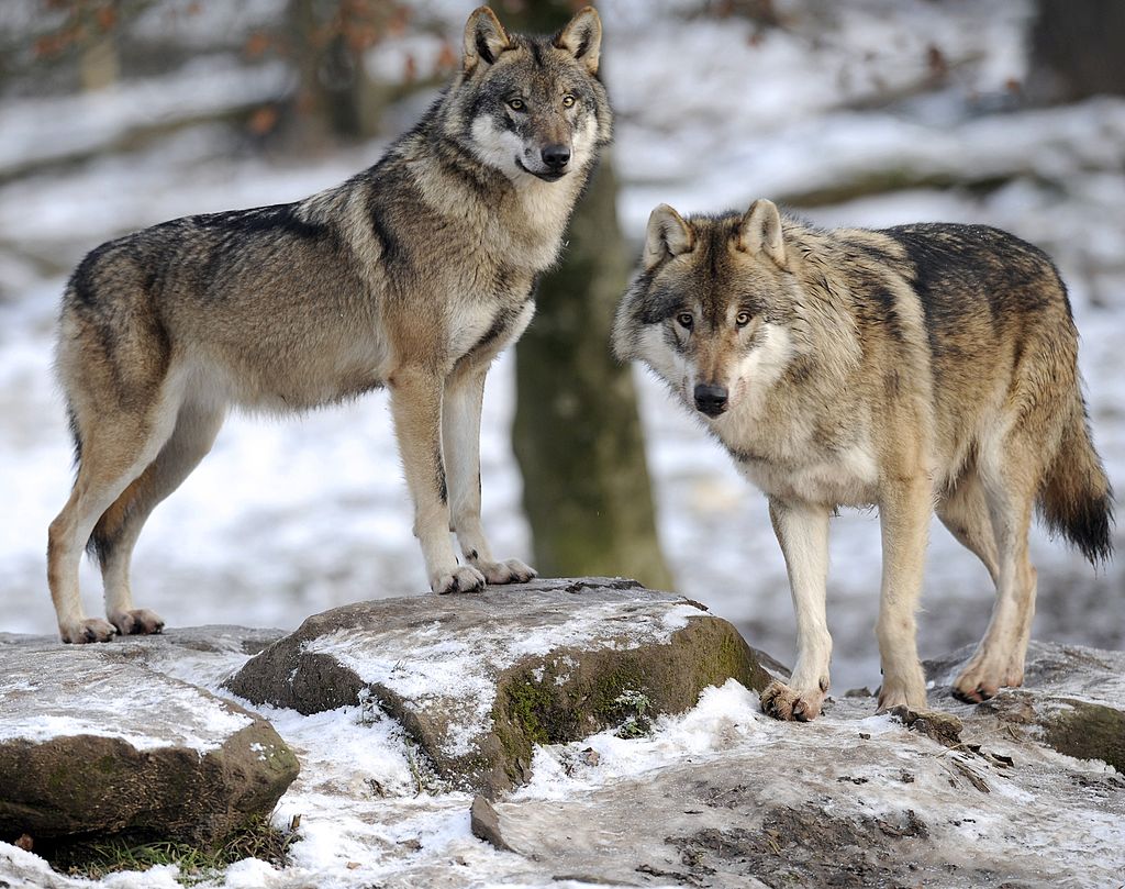 Tribus nativas americanas demandan para detener la caza del lobo gris