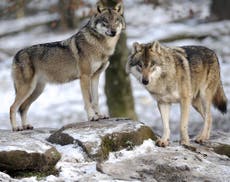 Tribus nativas americanas demandan para detener la caza del lobo gris