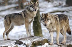 Tribus nativas americanas demandan para detener la caza del lobo gris