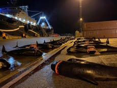 Cazadores de las Islas Feroe matan a decenas de ballenas pocos días después de la mayor masacre de delfines