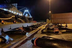 Cazadores de las Islas Feroe matan a decenas de ballenas pocos días después de la mayor masacre de delfines