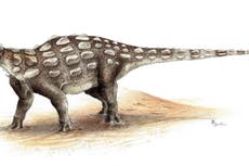 Científicos descubren nuevas especies de dinosaurios con una armadura puntiaguda extraña