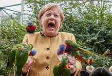Angela Merkel es picoteada por un loro