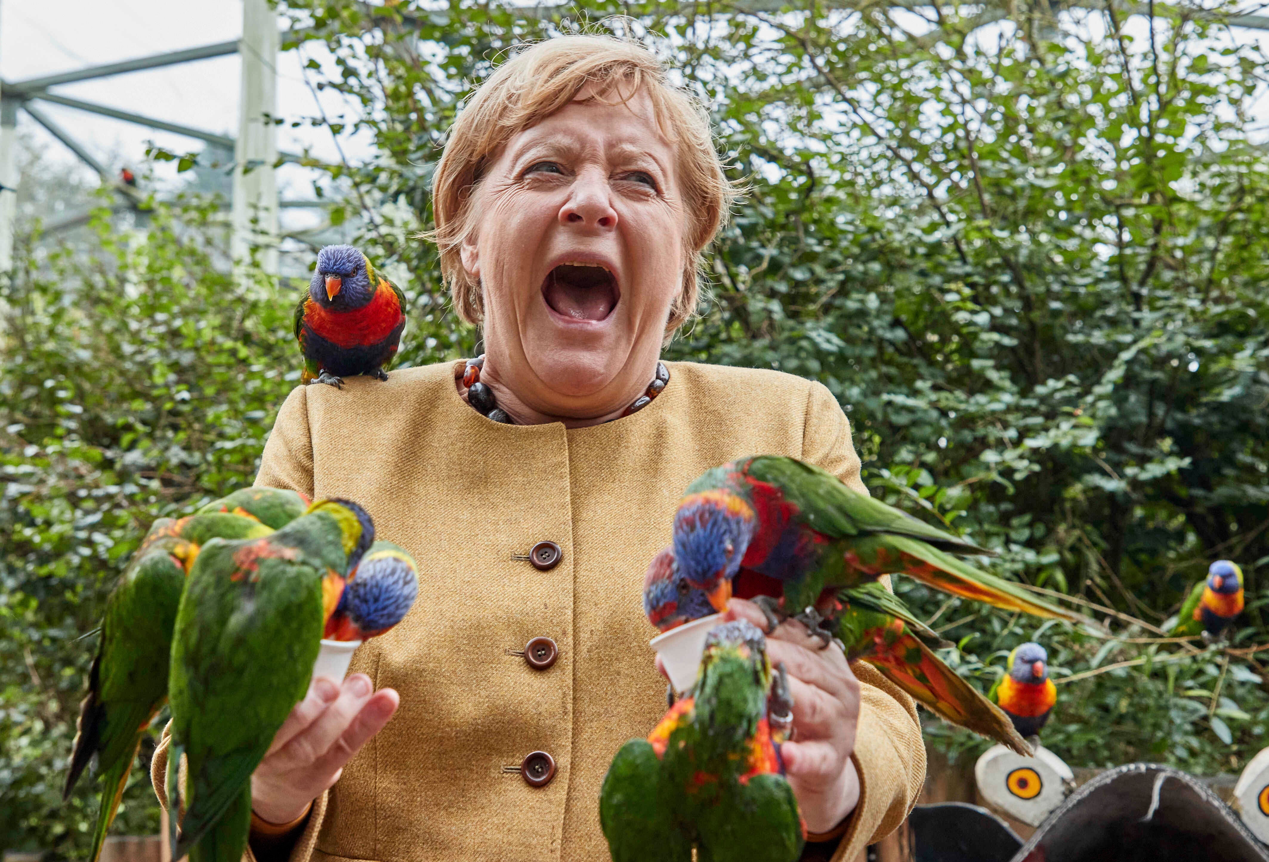 La canciller alemana, Angela Merkel, alimenta a los loritos australianos en Marlow Bird Park en Marlow, Alemania
