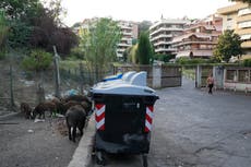 Ciudadanos de Roma se dicen hartos de invasión de jabalíes