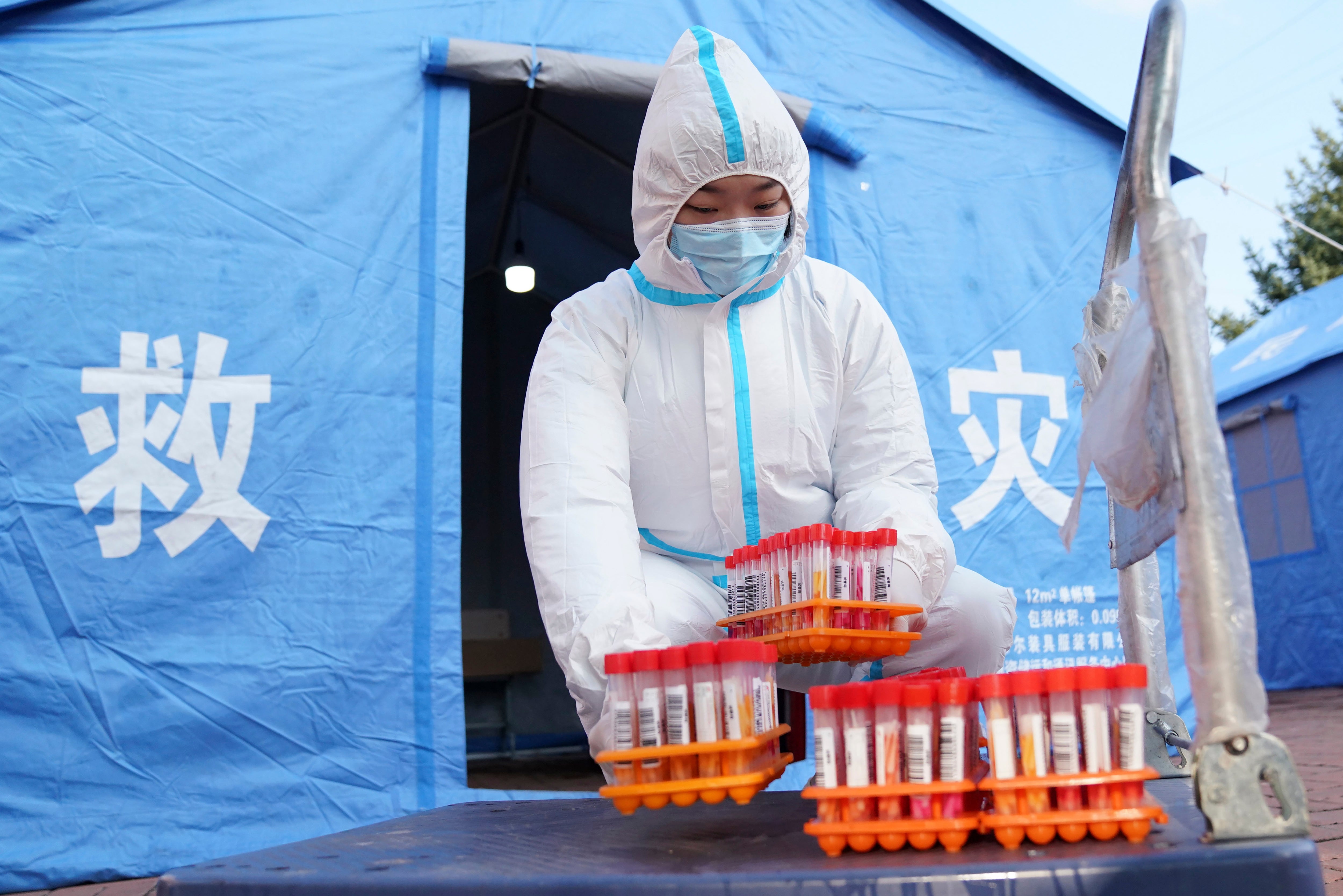 China: sacrifican 3 gatos enfermos de COVID-19