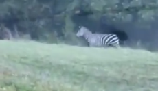 Cebras de Maryland siguen huyendo y disfrutando de su nuevo estrellato en internet