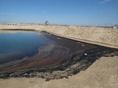 Pájaros y peces muertos en una playa de California tras un vertido masivo de petróleo