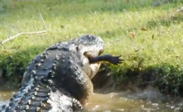 Un caimán devora a un caimán más pequeño en un patio trasero en el condado de Horry, Carolina del Sur