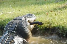 “Es hora de moverse”: un caimán caníbal gigante se come un caimán más pequeño en patio trasero en Carolina del Sur