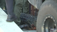 Mujer gravemente herida tras ser atacada por un gran caimán en Florida