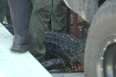 Mujer gravemente herida tras ser atacada por un gran caimán en Florida