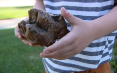 Niño de seis años encuentra fósil de un antepasado de elefante prehistórico en Michigan Creek