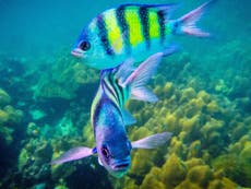 ‘Abundante’ contaminación por pintura en los mares es una ‘amenaza ignorada’ para la fauna marina